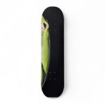 Amphibian Frog Green Frog On Wall skateboards