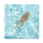 Amphibian Magnet 01