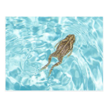 Amphibian Postcard 01