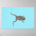 Amphibian Poster 02