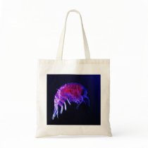 Amphipod Hyperiidae Hyperia Macrocephala Bags