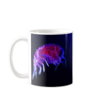 Amphipod Hyperiidae Hyperia Macrocephala Mug