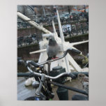 Amsterdam Pigeon on Bike Holland Photo Poster