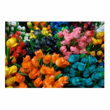Amsterdam Tulips Photo Cutout