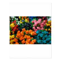 Amsterdam Tulips Postcard