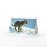 Amur Leopard cards