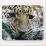 Amur Leopard  Mouse Pads