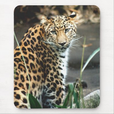 Amur Leopard Mouse Mats by trevor_hirst