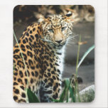 Amur Leopard mousepads