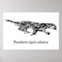 Amur tiger #2-Panthera tigris altaica Posters