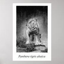 Amur Tiger #3 Panthera tigris altaica Posters