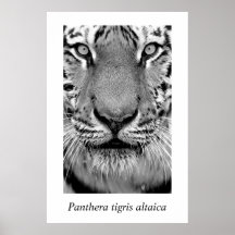 Amur Tiger #4 Panthera tigris altaica Poster