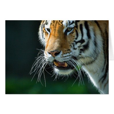 Amur Tiger by asquirrelstale