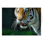 Amur Tiger cards
