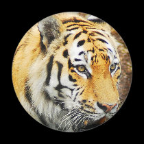 Amur Tiger magnets