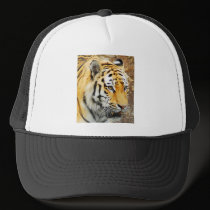Amur Tiger hats