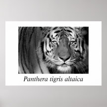 Amur Tiger-Panthera tigris altaica-#1 Posters