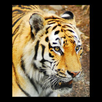 Amur Tiger posters