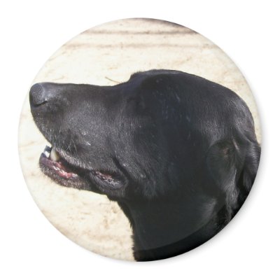 Amy Elizabeth Black Lab Magnet by sunsett76