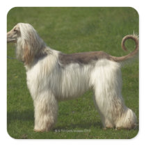 An 18 months old bitch Afghan hound ?Rapsody Square Sticker