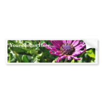 An African Daisy In My Patio Garden Bumper Sticker