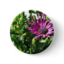 An African Daisy In My Patio Garden Button