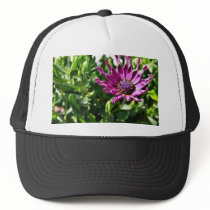 An African Daisy In My Patio Garden Trucker Hat