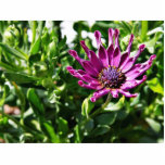 An African Daisy In My Patio Garden Acrylic Cut Out