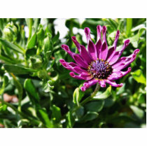 An African Daisy In My Patio Garden Acrylic Cut Out