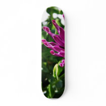 An African Daisy In My Patio Garden Skate Decks
