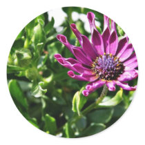 An African Daisy In My Patio Garden Round Sticker