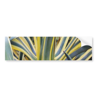 An Agave Cactus Not Blue Agave Though Bumper Sticker by lifesphere