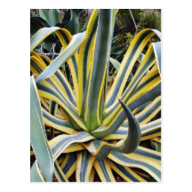 An Agave Cactus Not Blue Agave Though Post Cards