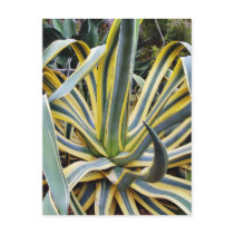 An Agave Cactus Not Blue Agave Though Post Cards