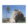 An ancient wall with a Palm tree, Caesarea, Israel