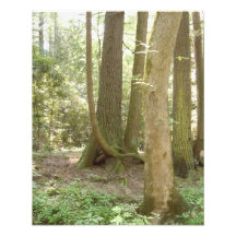 An Awkward Position (Trees) Photo Print