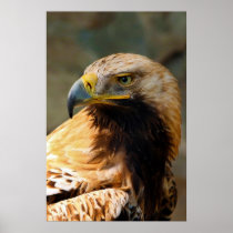 An Eastern Imperial Eagle Aquila Heliaca Posters