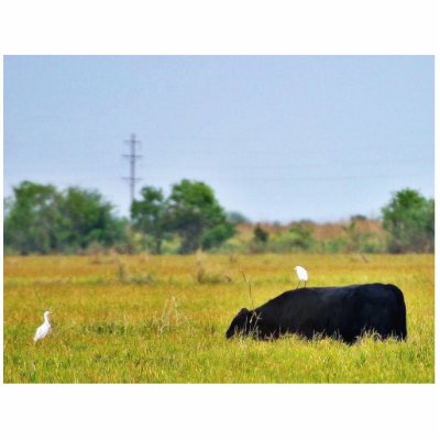 An Egret Riding A Cow Photo Cutout by lifesphere