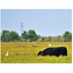 An Egret Riding A Cow photo sculptures