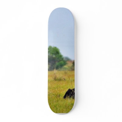 An Egret Riding A Cow Skate Decks by lifesphere
