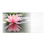 An Enchanting Water Lily in a Pond photo cards
