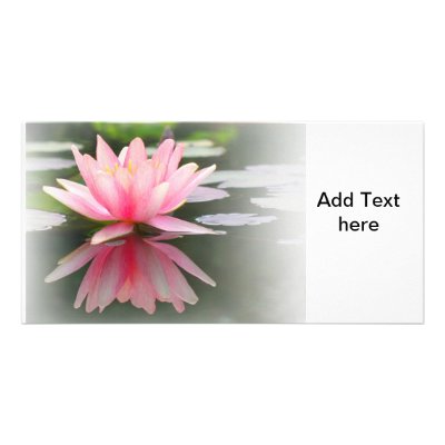 An Enchanting Water Lily in a Pond by asiastockimages