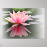 An Enchanting Water Lily in a Pond