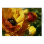 An Orange Ranunculus Card