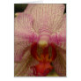 An Orchid for All Occasions!