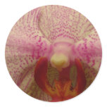 An Orchid for All Occasions!