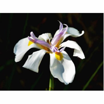 An Orchid With White Petals Cut Outs by lifesphere