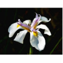 An Orchid With White Petals photo sculptures