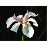 An Orchid With White Petals photo sculptures