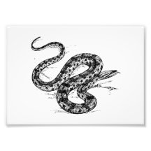 Anaconda Photograph